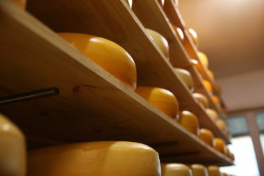 Fabrika deposunda taze peynir kafalar, yakın plan.