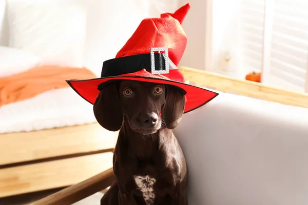 Uroczy Niemiecki Pies Krótkometrażowy Kapeluszu Czarownicy Pomieszczeniach Halloween Kostium Dla — Zdjęcie stockowe