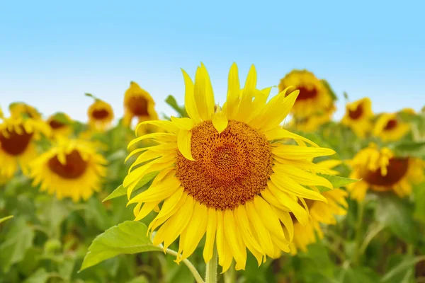 Champ Tournesols Jaunes Jour Été Gros Plan — Photo