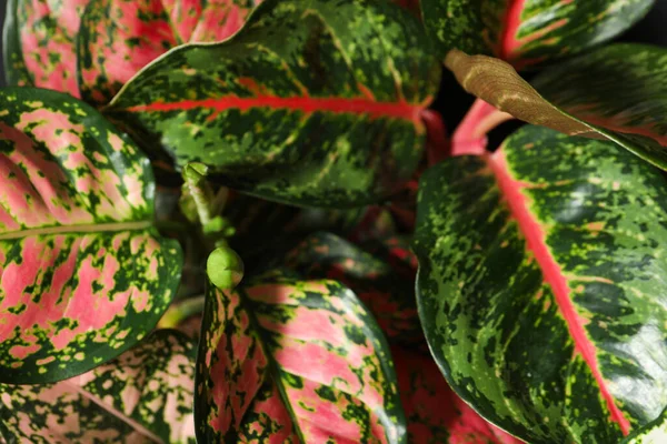 Aglaonemas Met Mooie Bladeren Als Achtergrond Close Tropische Planten — Stockfoto