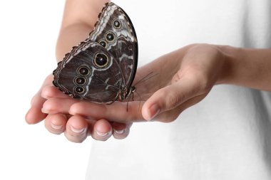 Woman holding beautiful common morpho butterfly on white background, closeup clipart