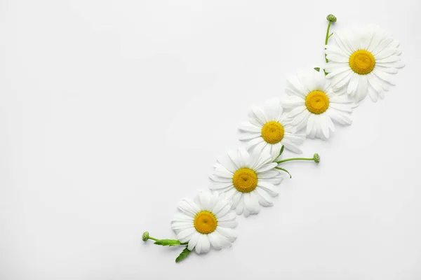 Hermosas Flores Manzanilla Sobre Fondo Blanco Vista Superior — Foto de Stock