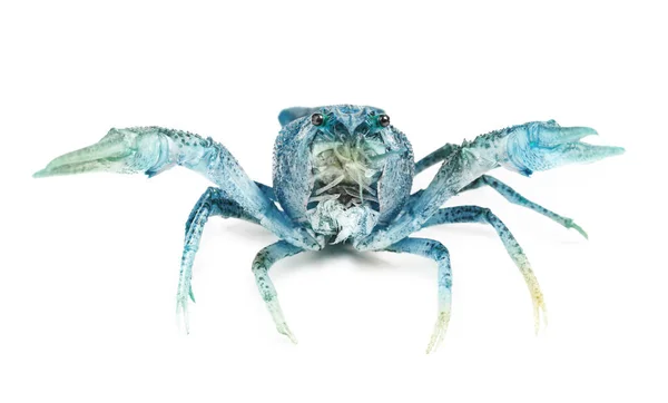 Blue Sapphire Crayfish Isolated White — Stock Photo, Image