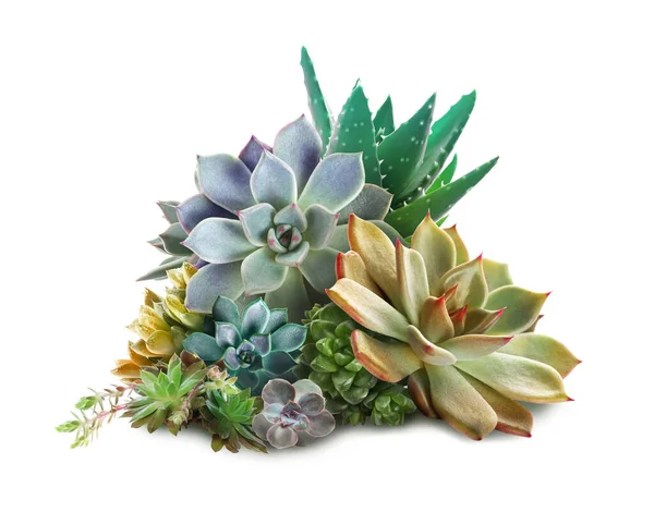 Raccolta Diverse Belle Succulente Sfondo Bianco — Foto Stock