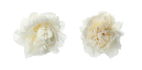 Красиві Квіти Півонії Білому Тлі Дизайн Прапора — стокове фото
