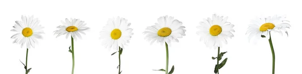 白い背景に美しいカモミールの花のセット バナーデザイン — ストック写真