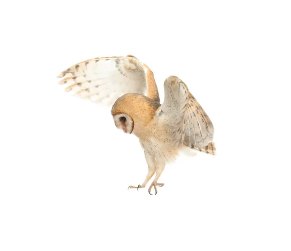 Beautiful Common Barn Owl Flying White Background — Stock Photo, Image