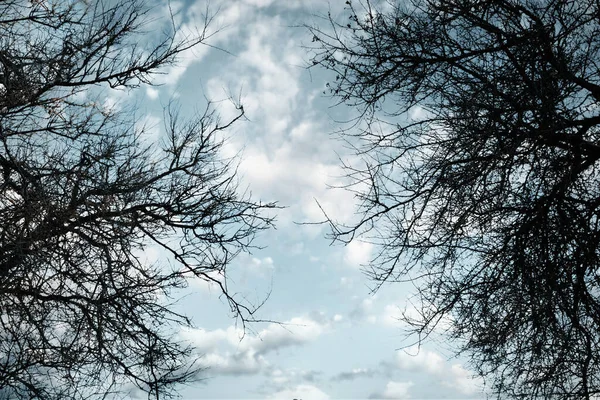 Σιλουέτες Των Κλαδιών Των Δέντρων Ενάντια Στον Ουρανό Κάτω Όψη — Φωτογραφία Αρχείου