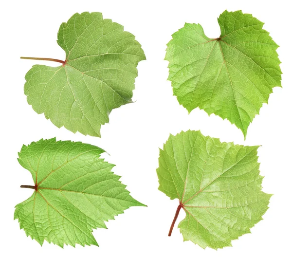 Set Grüner Traubenblätter Auf Weißem Hintergrund — Stockfoto