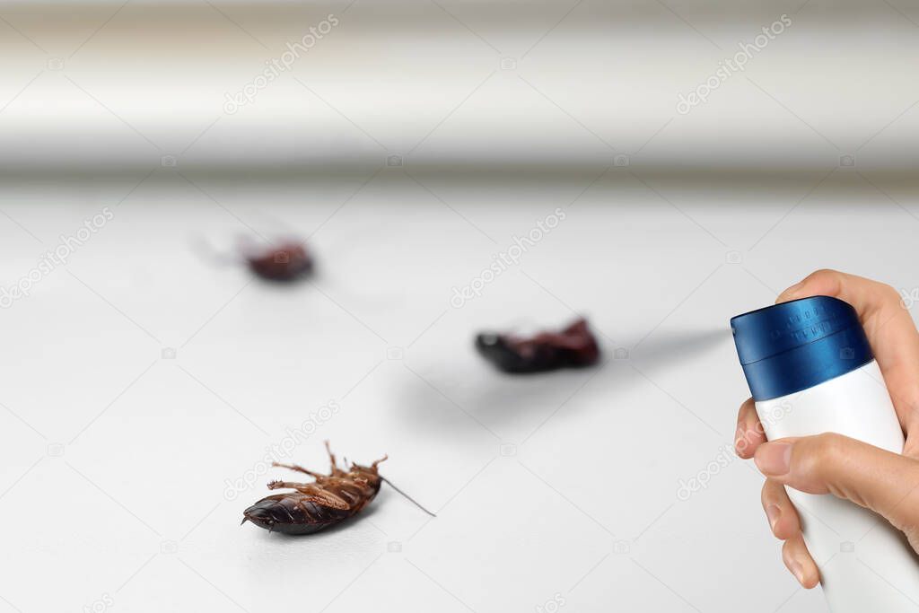 Pest control. Using household insecticide to kill cockroaches at home, closeup