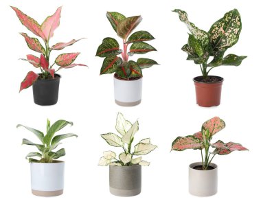 Beyaz arka planda ev için Aglaonema bitkileri seti