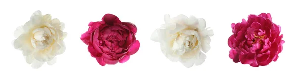 Набір Різних Красивих Квітів Півонії Білому Тлі Дизайн Прапора — стокове фото