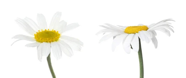 Hermosas Flores Manzanilla Sobre Fondo Blanco Diseño Banner — Foto de Stock