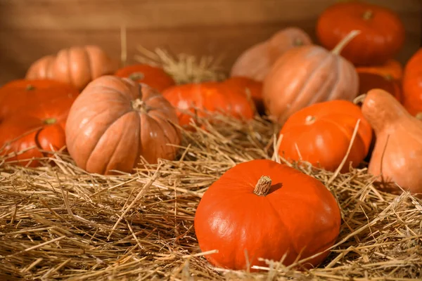 Frische Orangefarbene Kürbisse Auf Trockenem Heu Stall — Stockfoto