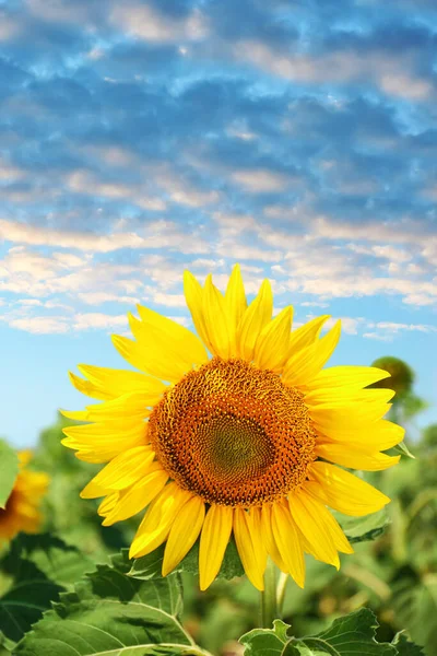 Beau Tournesol Dans Champ Sous Ciel Bleu Avec Des Nuages — Photo