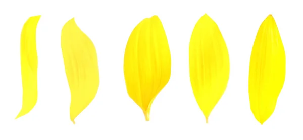 Jasně Žluté Slunečnicové Okvětní Lístky Bílém Pozadí Banner Design — Stock fotografie