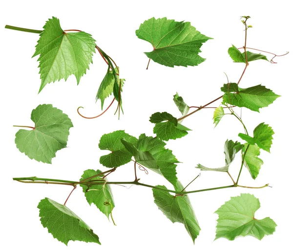 Set Druiven Met Groene Bladeren Witte Achtergrond — Stockfoto