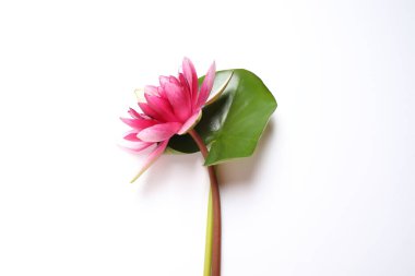 Beyaz arka planda yeşil yapraklı güzel çiçek açan pembe nilüfer çiçeği.