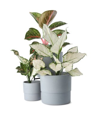 Çiçek saksılarındaki güzel Aglaonema bitkileri beyaza izole edilmiş. Ev dekorasyonu