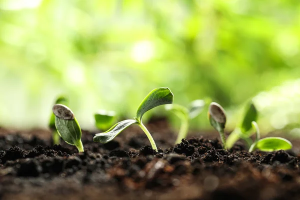 Young Vegetable Seedlings Growing Soil Outdoors Space Text — Stock Photo, Image