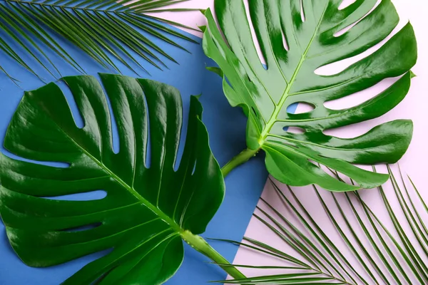 Hermosa Monstera Hojas Palma Sobre Fondo Color Disposición Plana Plantas — Foto de Stock