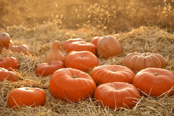 Reife Orangefarbene Kürbisse Zwischen Stroh Auf Dem Feld — Stockfoto