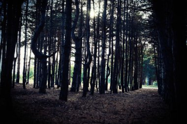 Çam ormanının güzel manzarası. Fantezi ayarı