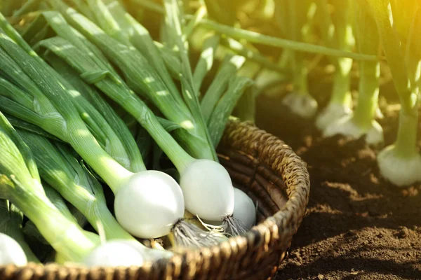 Cuenco Mimbre Con Cebollas Verdes Frescas Campo Primer Plano — Foto de Stock