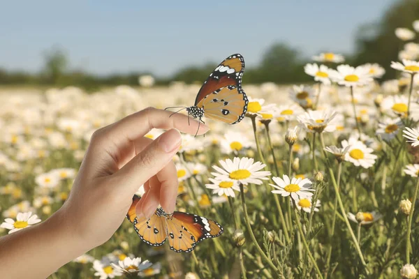 在甘菊田里有美丽的白虎蝴蝶的女人 — 图库照片