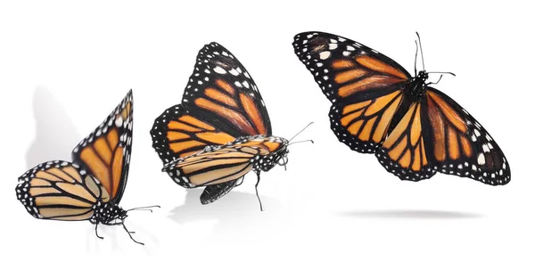 白を背景に蝶の君主とコラージュ バナーデザイン — ストック写真