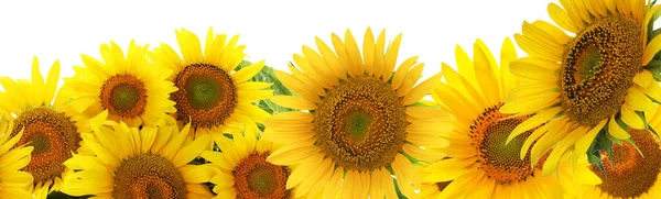 Many bright sunflowers on white background. Banner design