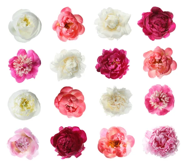 Набір Різних Красивих Квітів Півонії Білому Тлі — стокове фото