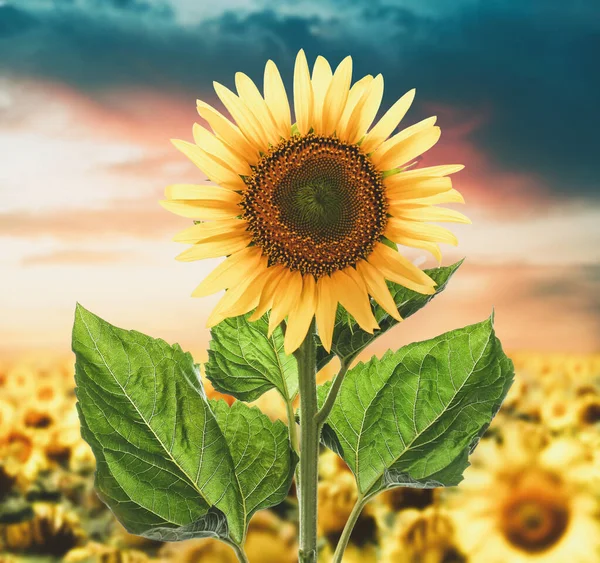 Beautiful Sunflower Field Sunset Sky — Stock Photo, Image