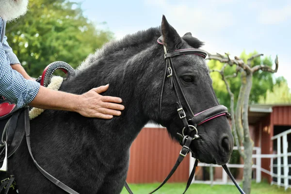 Senior Man Stroking Beautiful Black Pony Outdoors Closeup — Stock Photo, Image