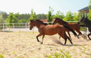 Güneşli bir günde çayırdaki körfez atları. Güzel hayvanlar.