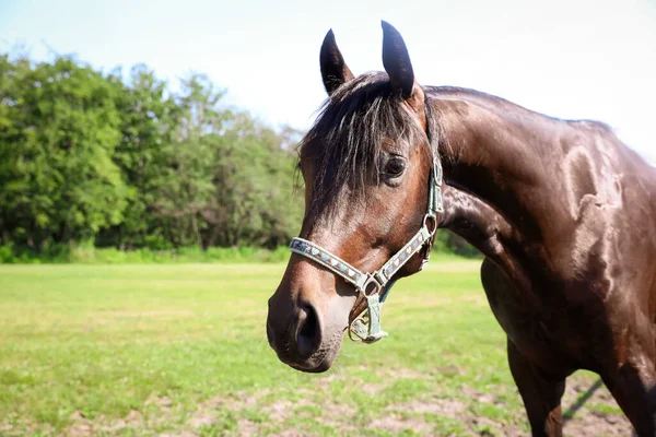 Cavalo Escuro Baía Livre Dia Ensolarado Belo Animal Estimação — Fotografia de Stock