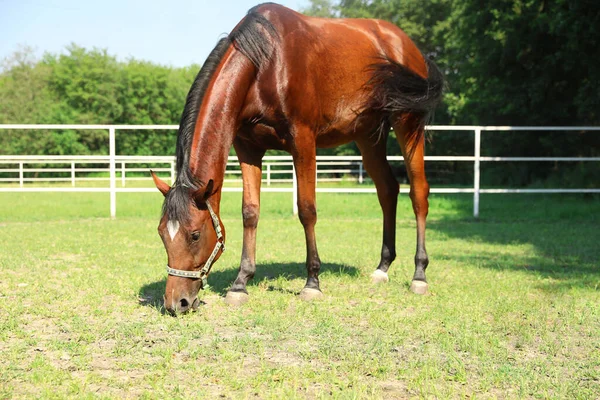 Güneşli Bir Günde Bay Horse Çayırda Güzel Hayvan — Stok fotoğraf