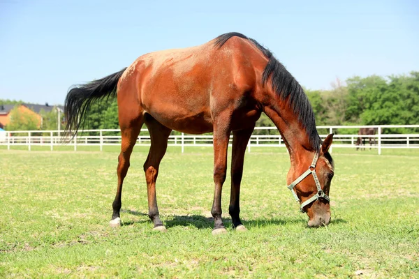 Cheval Baie Dans Paddock Par Une Journée Ensoleillée Bel Animal — Photo