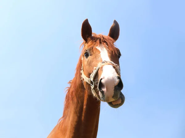 Cavalo Castanho Livre Dia Ensolarado Belo Animal Estimação — Fotografia de Stock