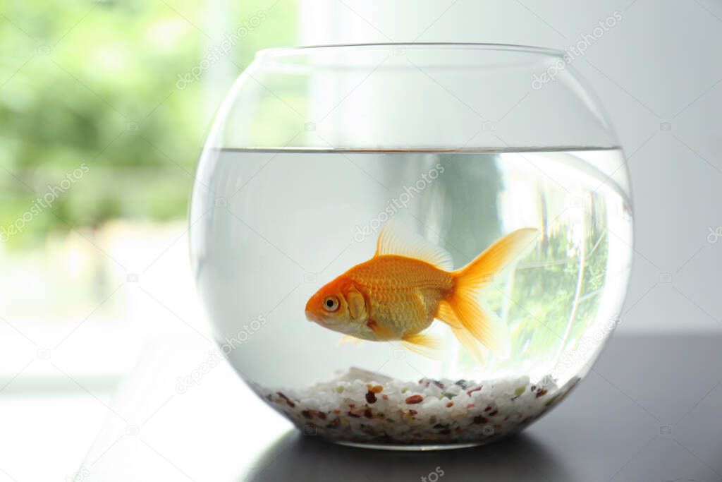 Beautiful bright small goldfish in round glass aquarium on table indoors