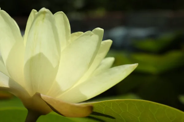 Красивый Белый Цветок Лотоса Размытом Фоне Крупным Планом — стоковое фото