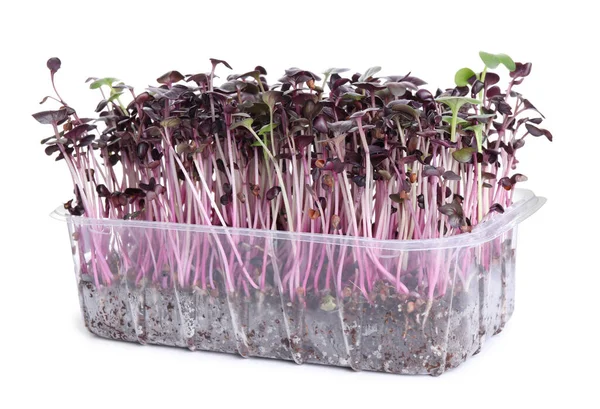 Świeże Organiczne Mikrozielone Plastikowym Pojemniku Białym Tle — Zdjęcie stockowe
