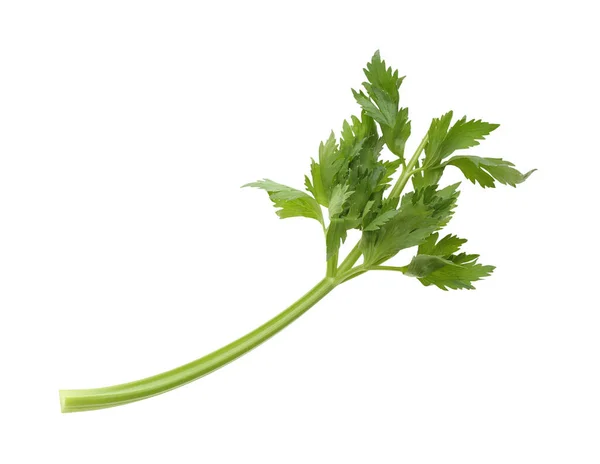 Fresh Green Celery Stem Leaves Isolated White — Stock Photo, Image