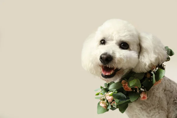 Schattige Bichon Met Een Krans Van Mooie Bloemen Binnen Ruimte — Stockfoto