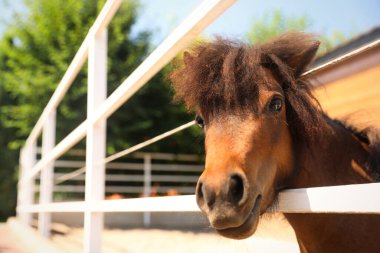 Güneşli bir günde padokta şirin bir midilli. Evcil at.