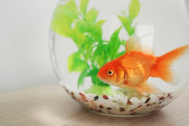 Yuvarlak cam akvaryumdaki küçük, güzel balıklar ahşap masada, yakın plan.