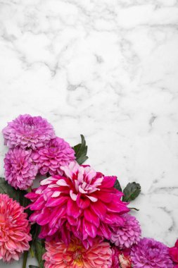 Beyaz mermer arka planda güzel yıldız çiçekleri, düz bir zemin. Metin için boşluk