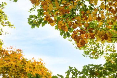 Sonbahar günü gökyüzünde parlak yaprakları olan güzel ağaçlar.