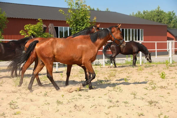 Bay Horses Paddock Sunny Day Beautiful Pets — Stock Photo, Image