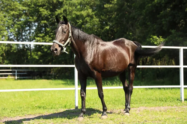 Cheval Baie Sombre Dans Paddock Par Une Journée Ensoleillée Bel — Photo